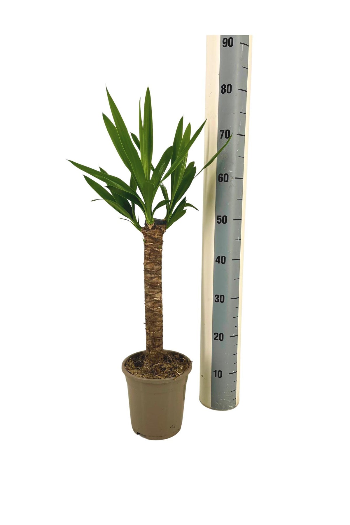 Productafbeelding van Pureplant