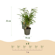Fargesia rufa, 35 cm hoog