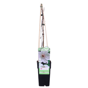 Clematis Miss Bateman - Clematis Wit