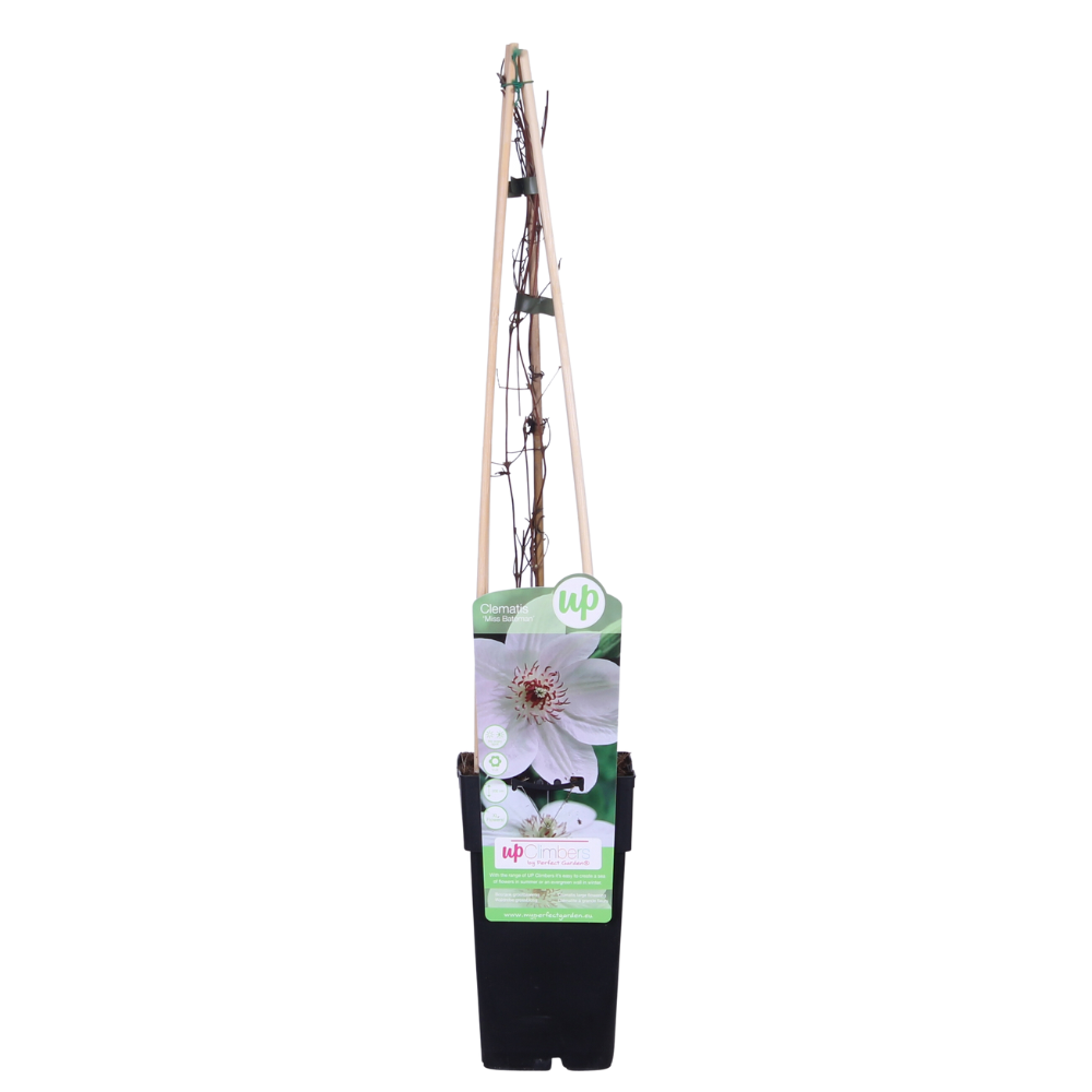 Detailfoto van Clematis Miss Bateman - Clematis Wit