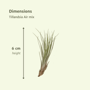 Tillandsia Air mix - 5 stuks