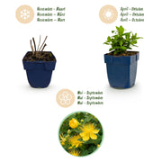 Hypericum calycinum - Sint-Janskruid - Bijen- en vlinderlokkers - Geel - 6 Planten
