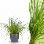 Cyperus alternifolius Zumula met grijze pot, kenmerkend blad