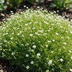 Sagina subulata - Vetmuur - RotsPlant - Wit, decoratieve plant