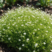 Sagina subulata - Vetmuur - RotsPlant - Wit