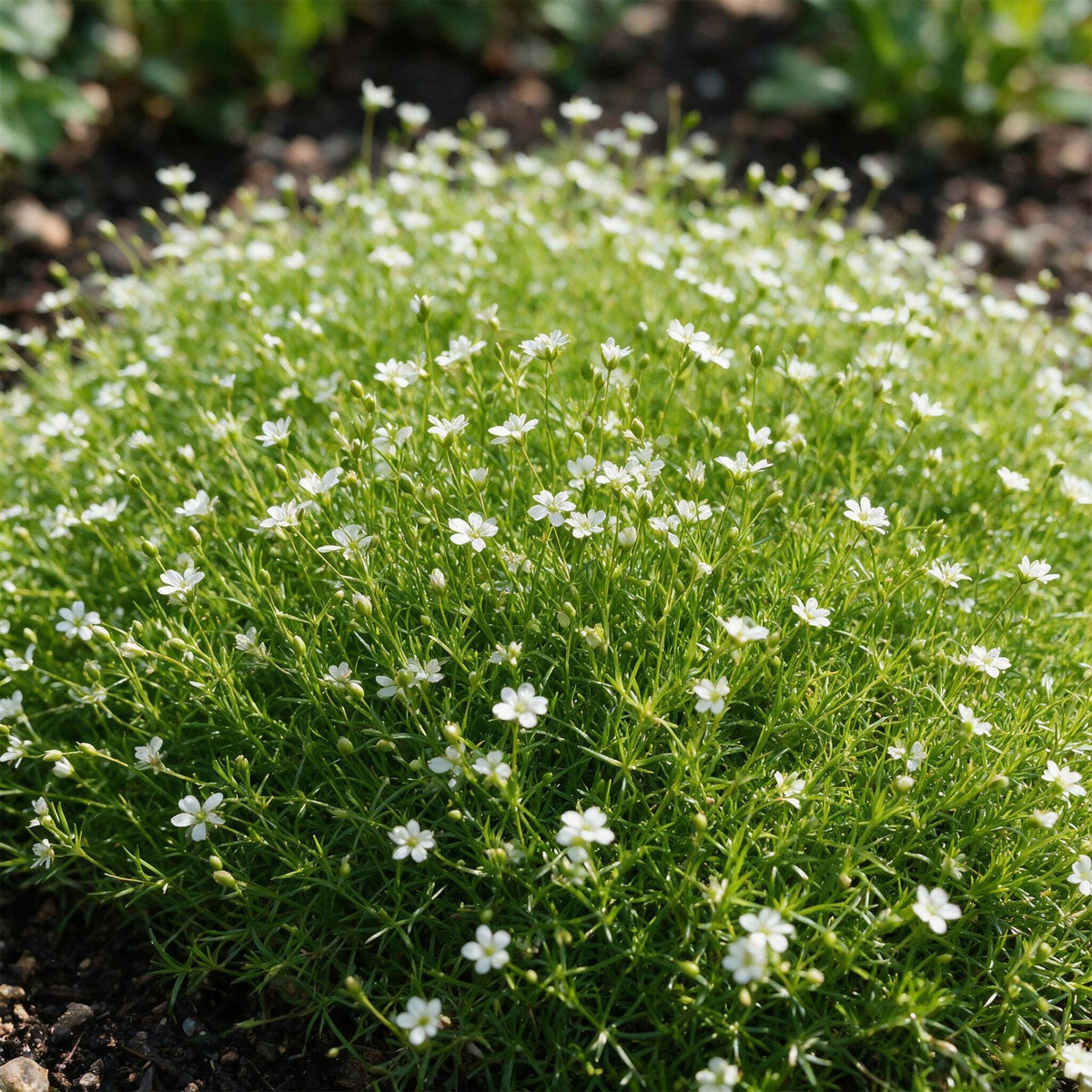 Sagina subulata - Vetmuur - RotsPlant - Wit, decoratieve plant