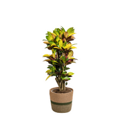 Codiaeum &