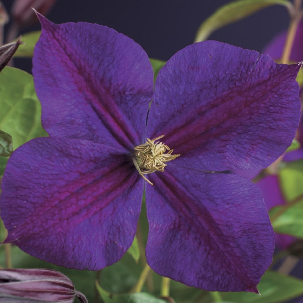 Productafbeelding van Pureplant