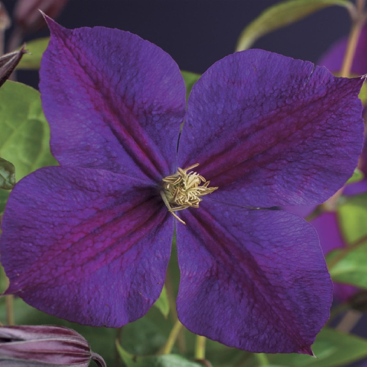 Productafbeelding van Pureplant
