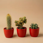 Cactussenset, 3 levende cactussen in rode mini-potjes, groene bladeren
