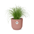 Productfoto van Cyperus Alternifolius Zumula in ELHO Vibes Fold 14cm roze