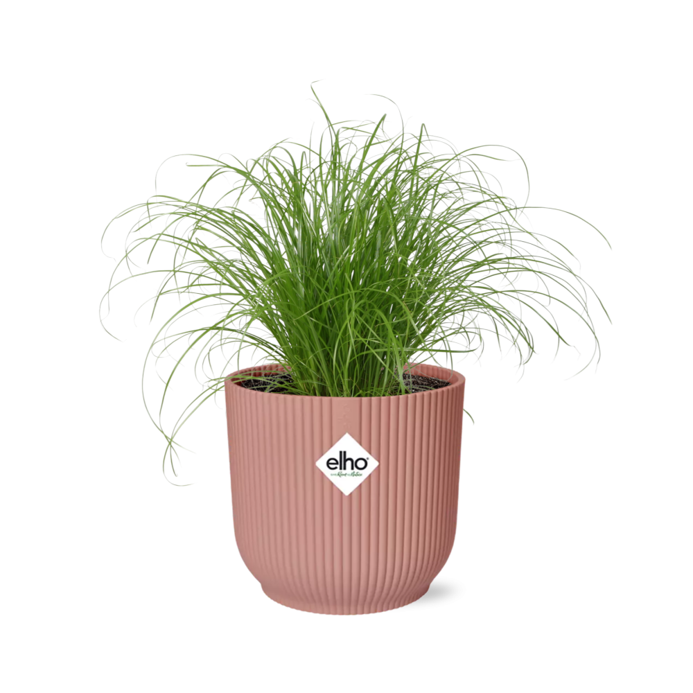 Productfoto van Cyperus Alternifolius Zumula in ELHO Vibes Fold 14cm roze