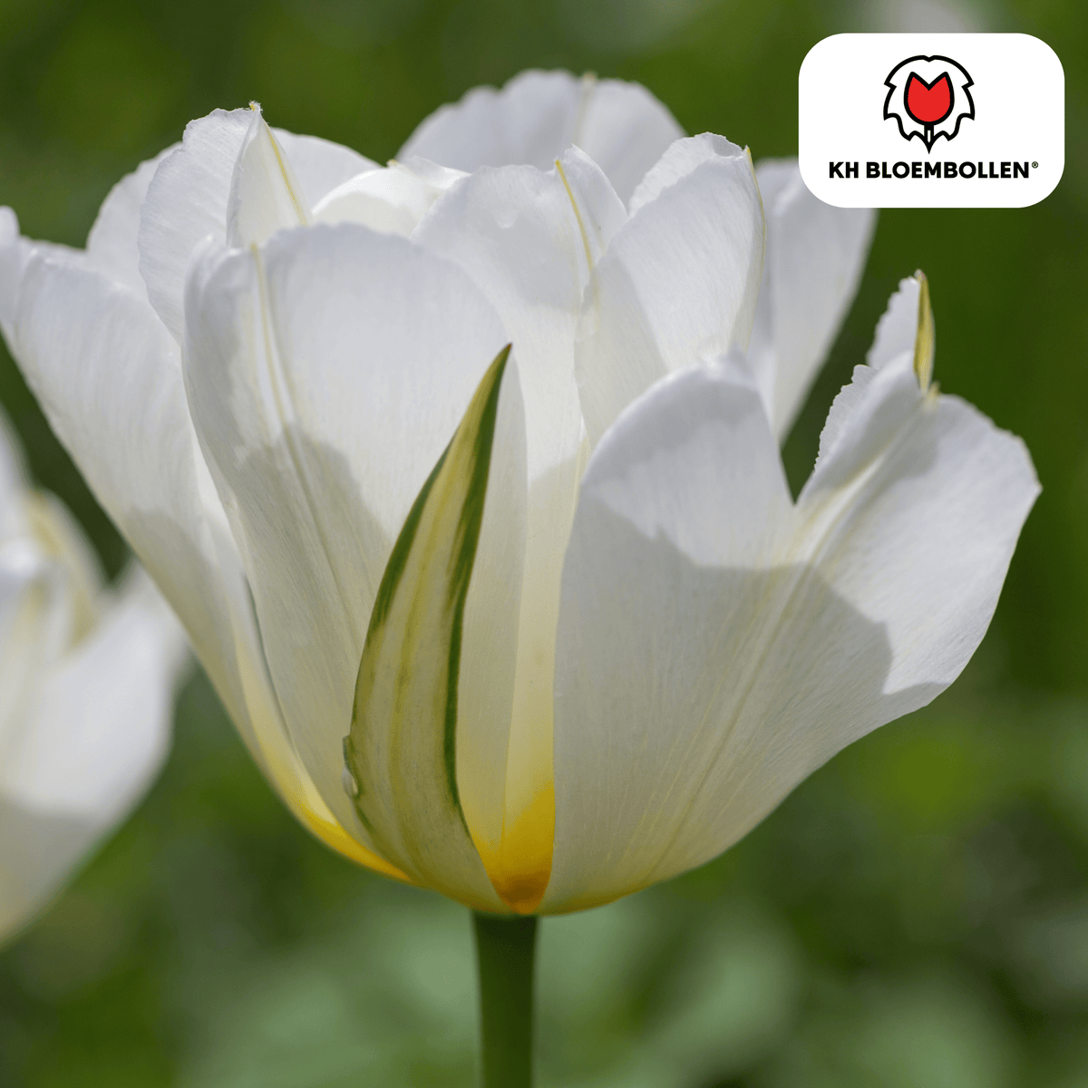 Productafbeelding van Pureplant
