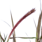 Pennisetum x Advena Chelsea, kenmerkend blad