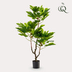 Productafbeelding van Pureplant