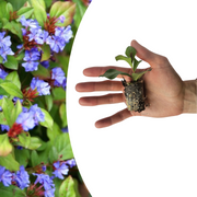 Loodkruid Ceratostigma pluggen voor de najaarstuin, 6 stuks