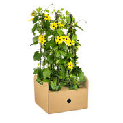 4x Thunbergia Alata Sunny Susy Yellow