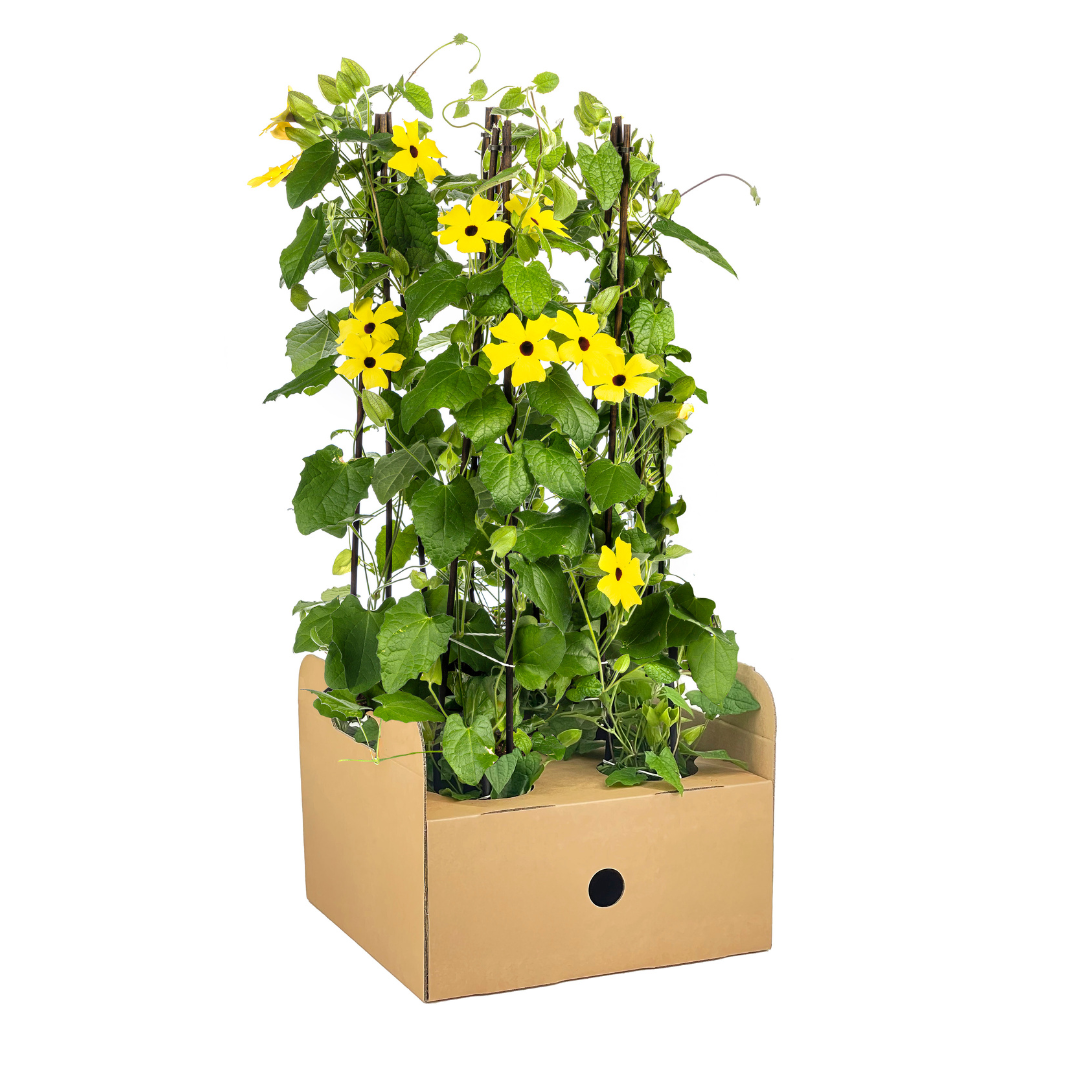 4x Thunbergia Alata Sunny Susy Yellow, groeiwijze van de plant