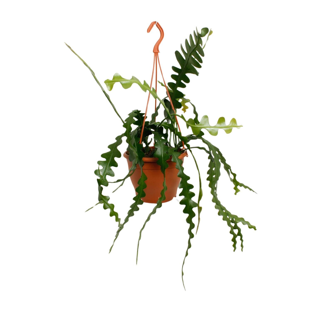 Productfoto van Epiphyllum Anguliger