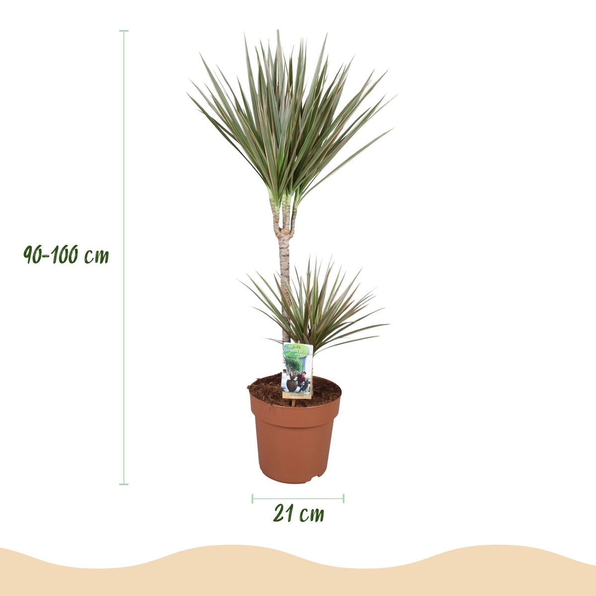Dracaena Marginata Bicolor, kenmerkend blad