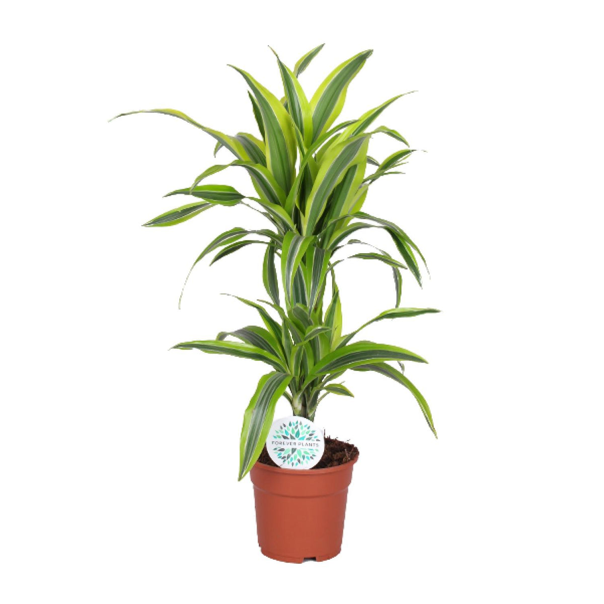 Productfoto van Dracaena Lemon Lime