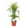 Dracaena Lemon Lime