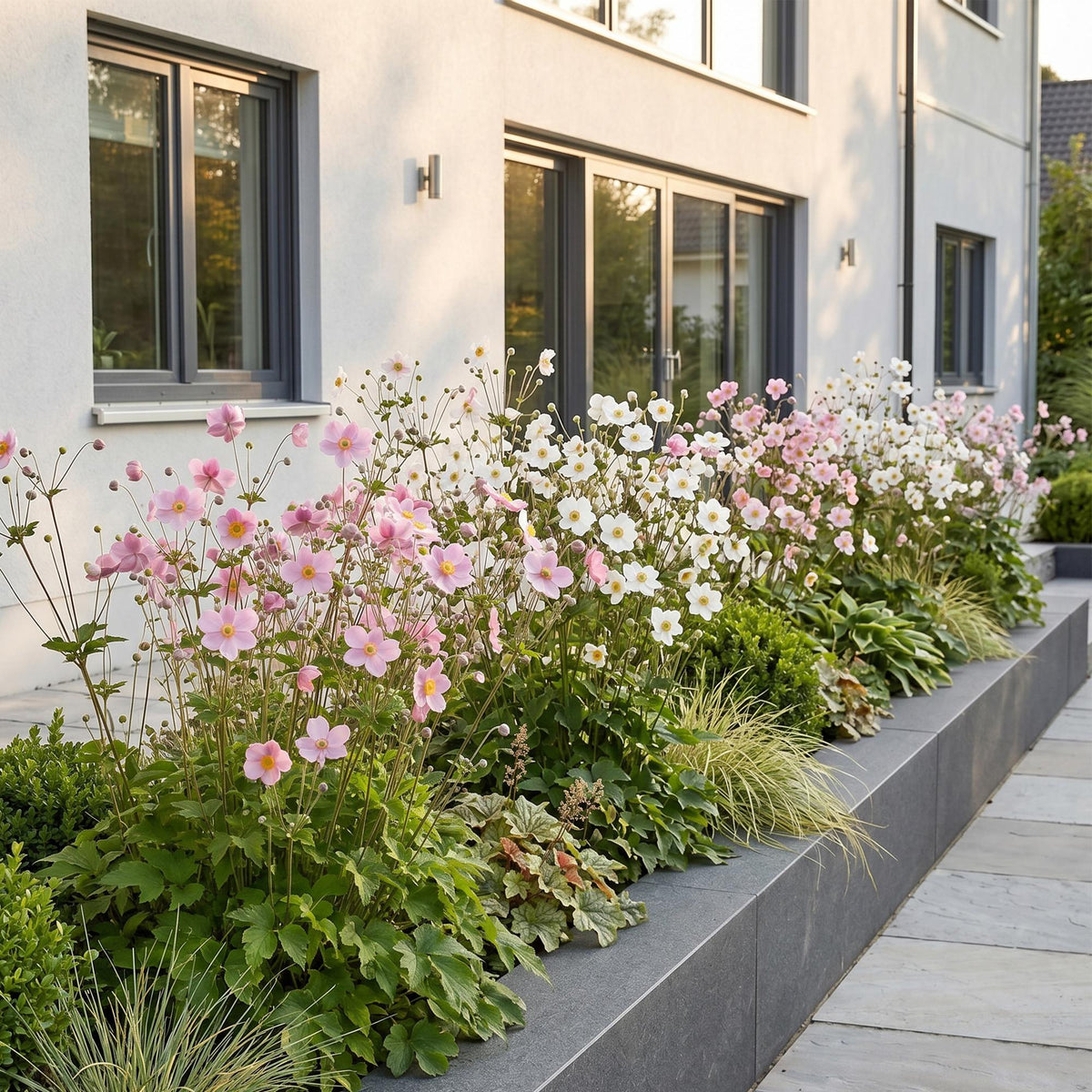Herfstanemoon 'Tricolour', donkerroze, roze en wit, plant in pot