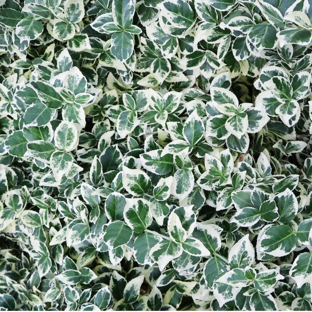 Productafbeelding van Pureplant