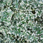 Productafbeelding van Pureplant