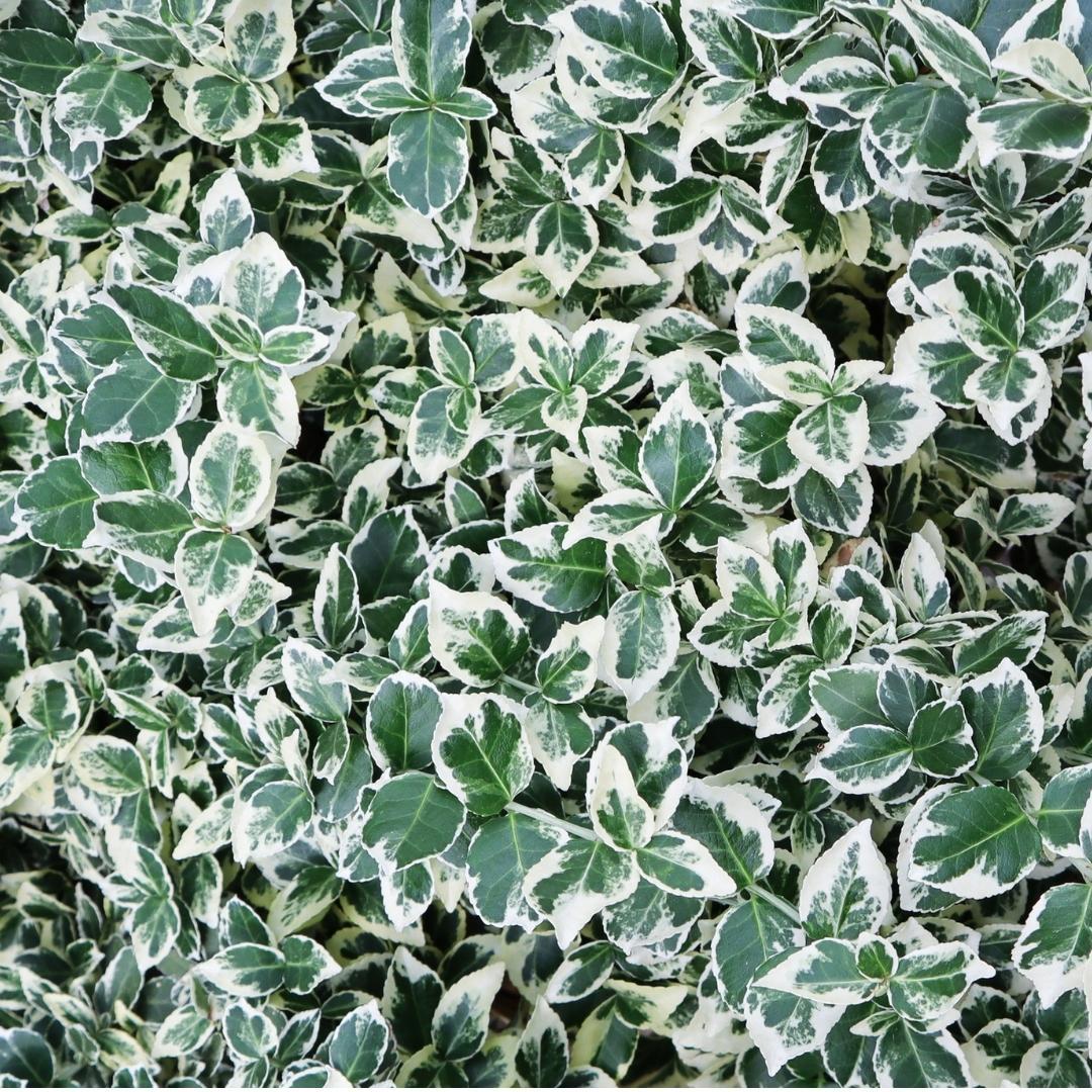 Productafbeelding van Pureplant