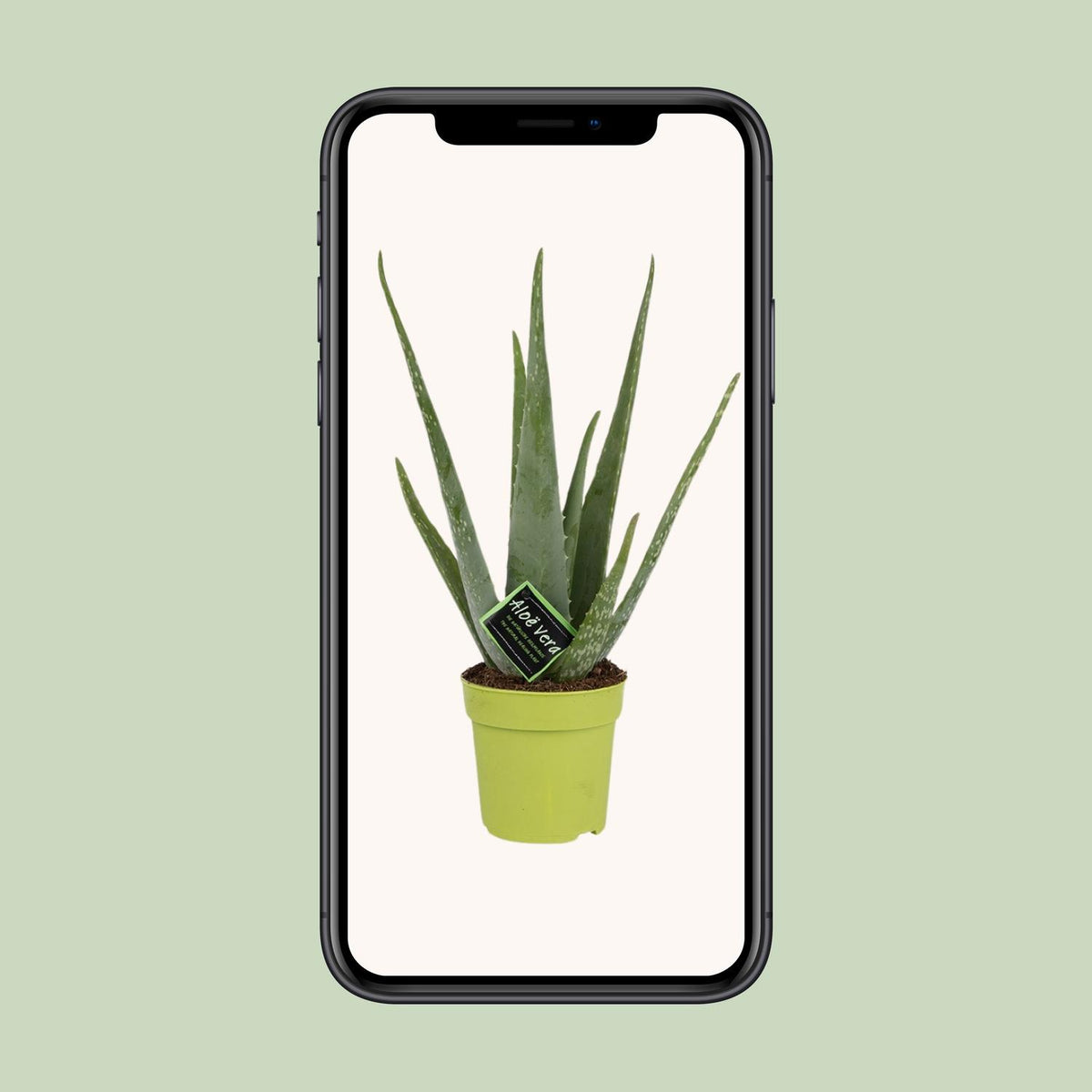 Detailfoto van Aloe Vera