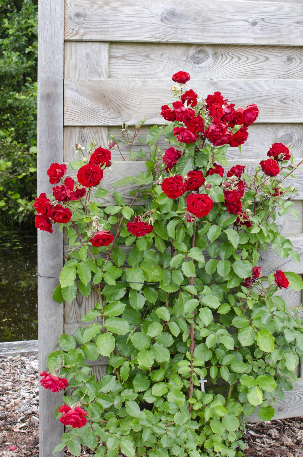Detailfoto van Rosa Crazy in love 'Red' - Rode Roos