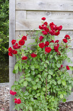 Detailfoto van Rosa Crazy in love 'Red' - Rode Roos