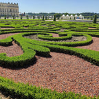 BetterBuxus Babylon Beauty, tegen buxusschimmel, groene plant met kenmerkend blad