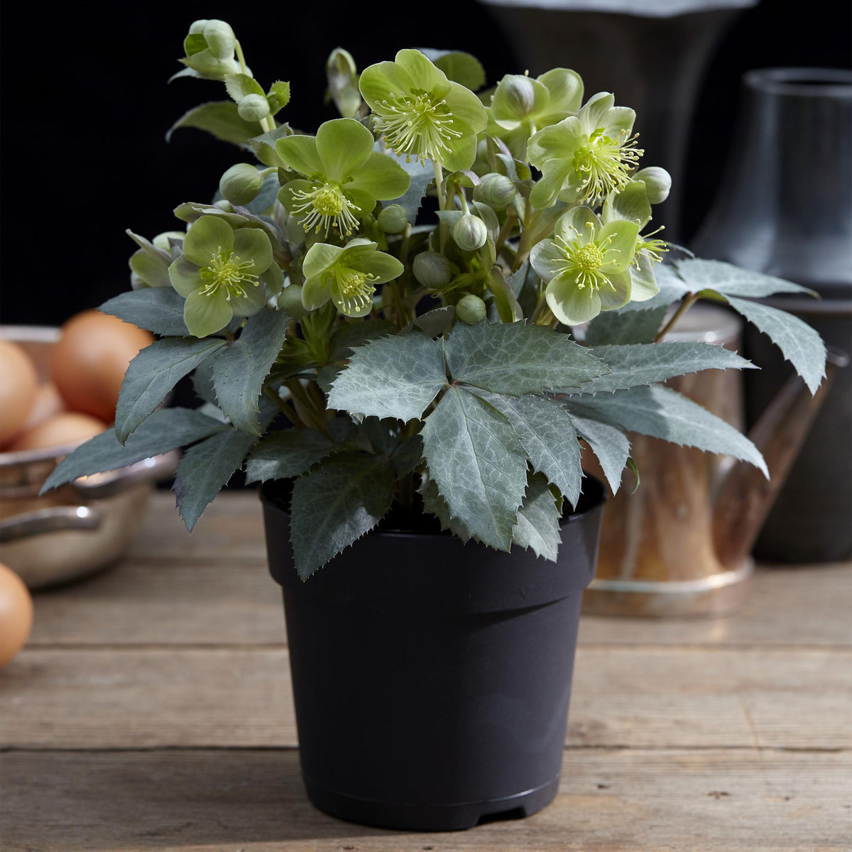 Lenten rose Helleborus sternii Silver Dollar, plant in pot