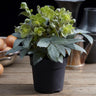 Lenten rose Helleborus sternii Silver Dollar
