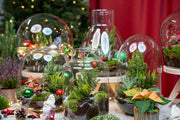 Holly Christmas terrarium - Bottle garden DIY kit