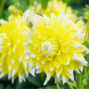 Dahlia &