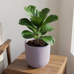 Detailfoto van Pot Elho Jazz Round Lavender Lilac - D23