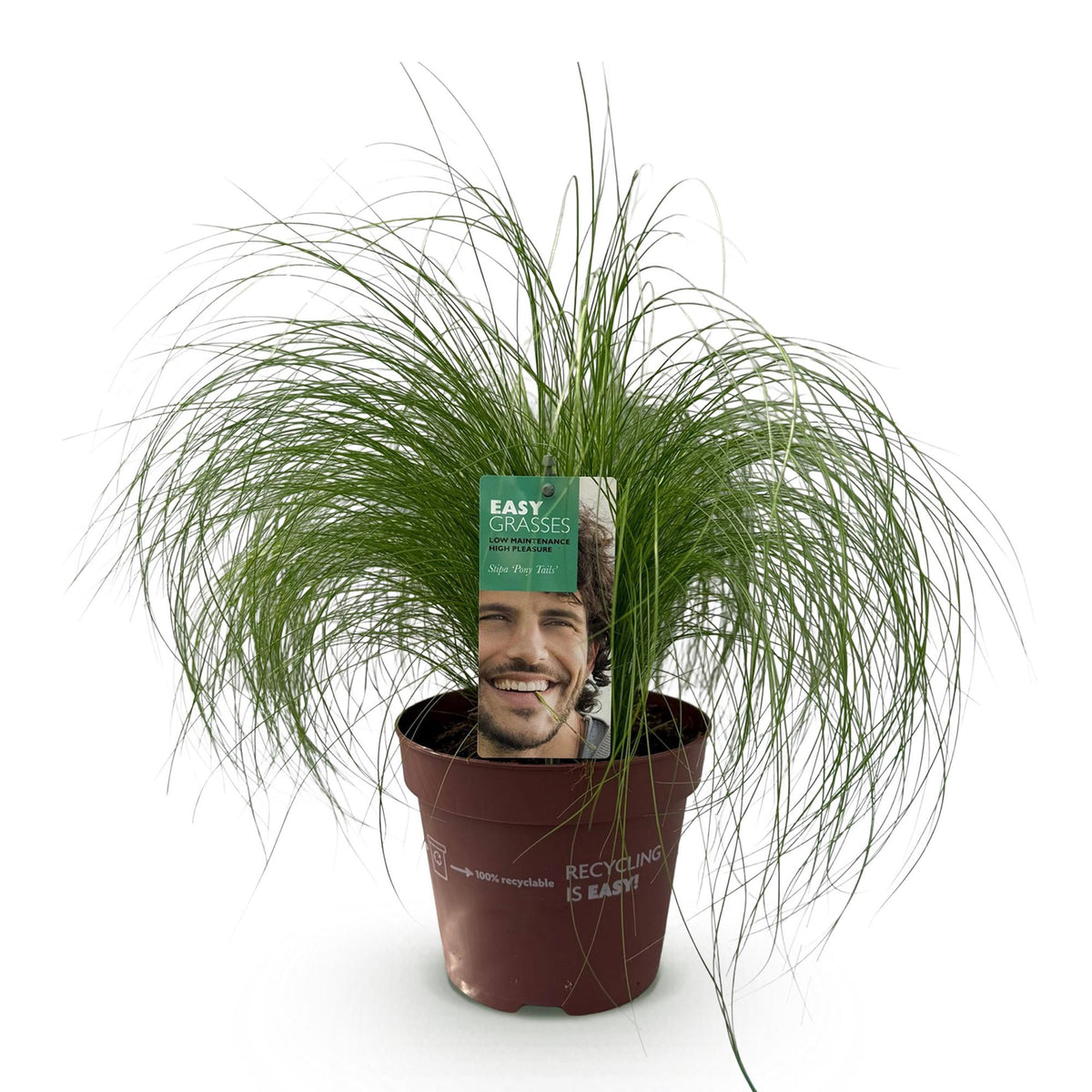 Stipa tenuifolia Pony Tails, kenmerkend blad