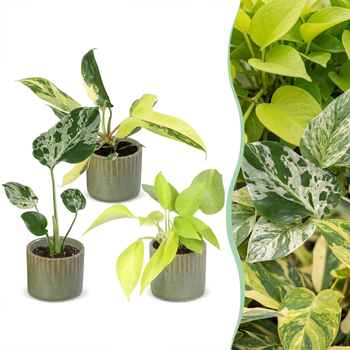 Productafbeelding van Pureplant