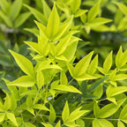 Nandina Lemon & Lime, groeiwijze van de plant