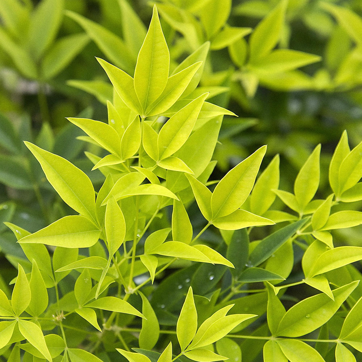 Nandina Lemon & Lime, groeiwijze van de plant