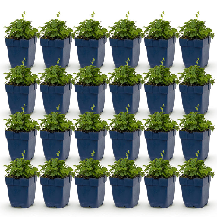 Perzikbladklokje portenschlagiana Tricolour