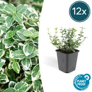 Euonymus fort. &