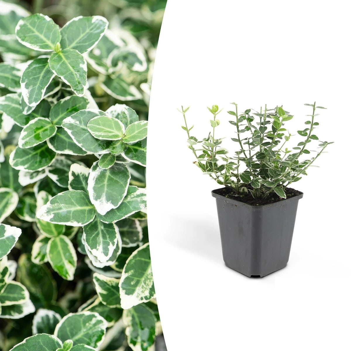Productafbeelding van Pureplant