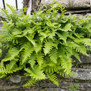 Polypodium vulgare
