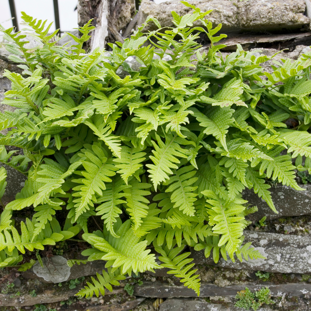 Polypodium vulgare, sierlijke plant