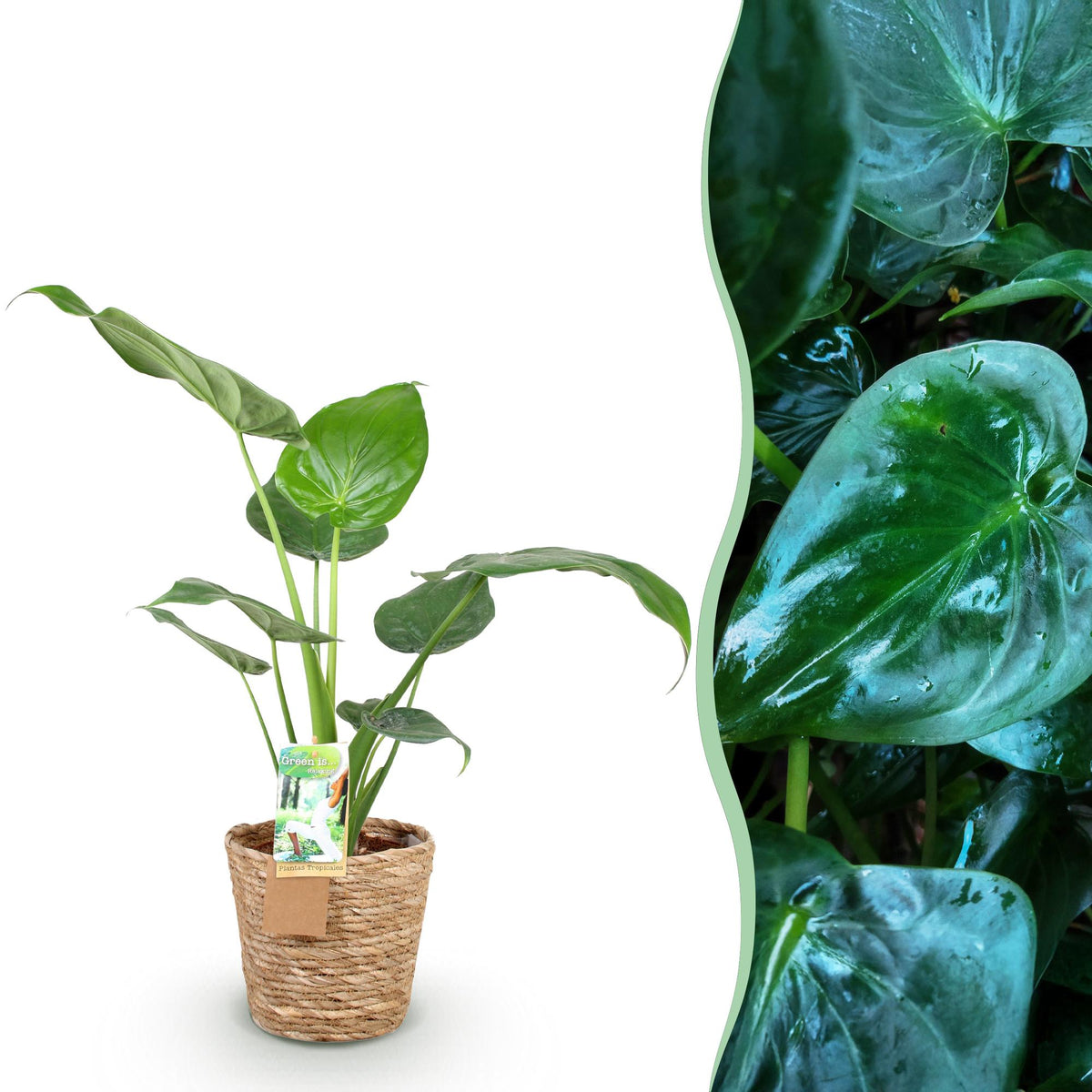 Alocasia Cucullata met mand, plant voor tuin en border