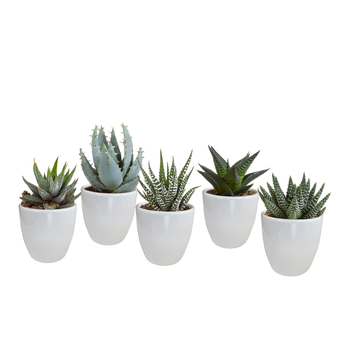 Productafbeelding van Pureplant